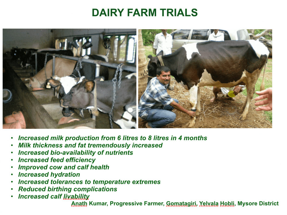 COWS PREFER STRUCTURED WATER Greenfield Water Solutions